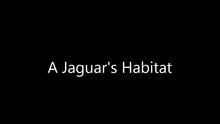 A Jaguar's Habitat