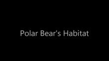 A Polar Bear's Habitat