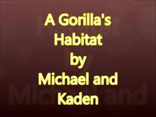 A Gorilla's Habitat